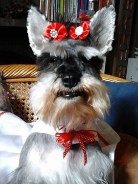 Accesorios para perros de raza grande
